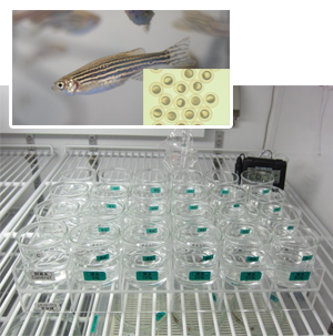 ゼブラフィッシュの受精卵を用いた魚類胚・仔魚期短期毒性試験の様子 
