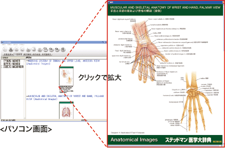 医学関連カラー図版をパソコン画面で大きく表示