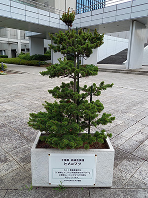 Japanese White Pine at Makuhari Unit