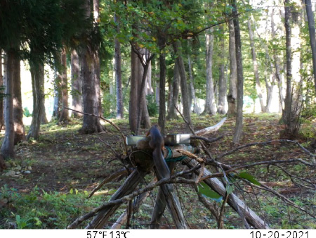 Squirrels using the bird bath