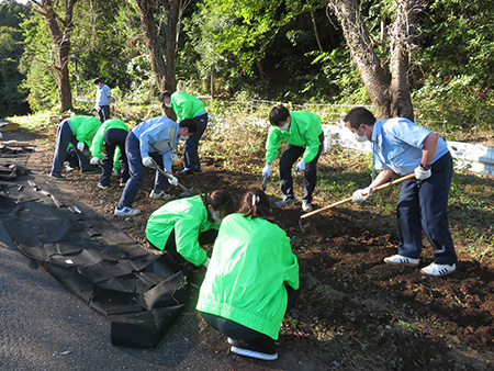 Seedling planting