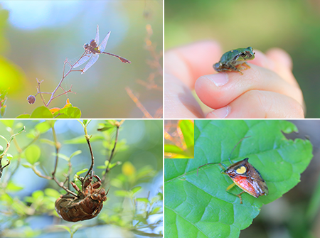 樹林地に生息するいきものたち