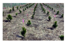 「セイコーインスツルの森」に追加植栽を実施