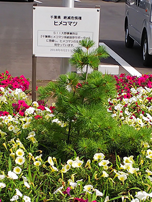 大野事業所のヒメコマツ
