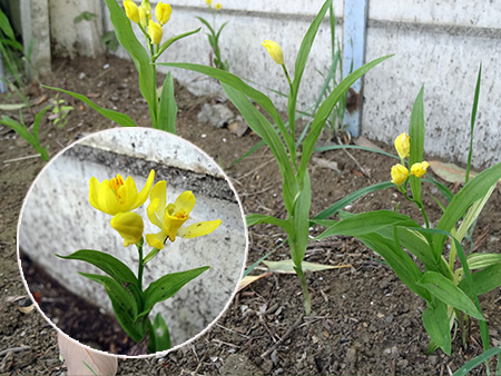 開花した状態のキンラン