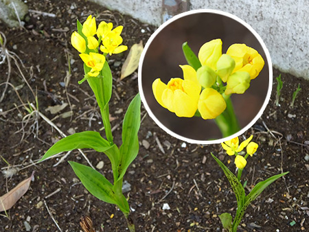 開花した状態のキンラン