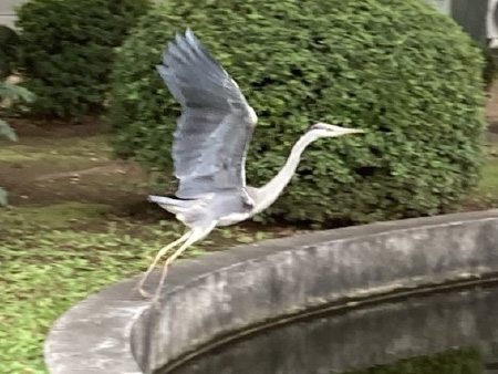 池に飛来したアオサギ