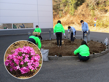 苗植えの様子と芝桜