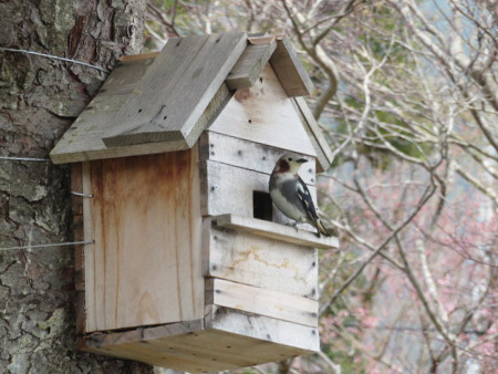 コムクドリが巣箱に飛来(遠野精器)