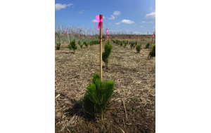 目印に沿って新たにクロマツの苗木170本を植栽