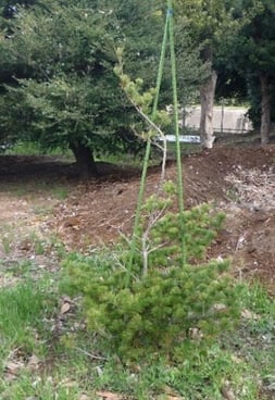 サイト高塚事業所ヒメコマツ