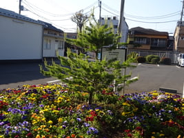 大野事業所ヒメココマツ