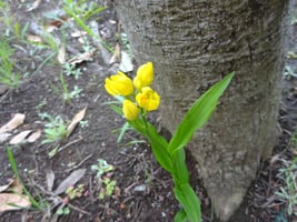 生物多様性_啓発活動_いきものたち