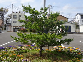 sitereport_ohno_himekomatsu_2026