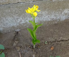 sitereport_ohno_kinran_2026