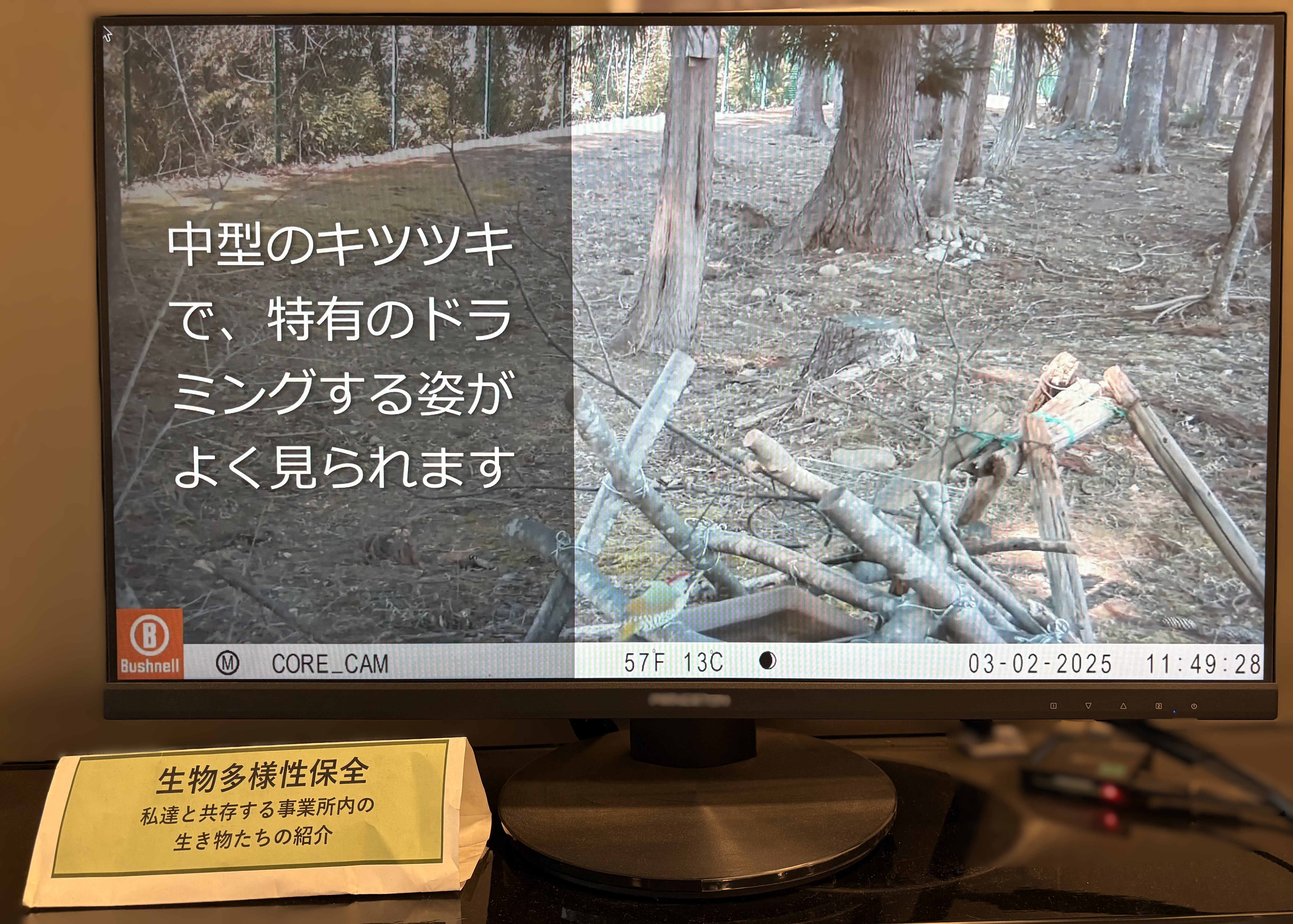sitereport_sendai_seibutsu_2026