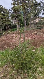 sitereport_takatsuka_himekomatsu_2026