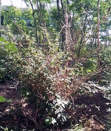 新たに植樹した樹木