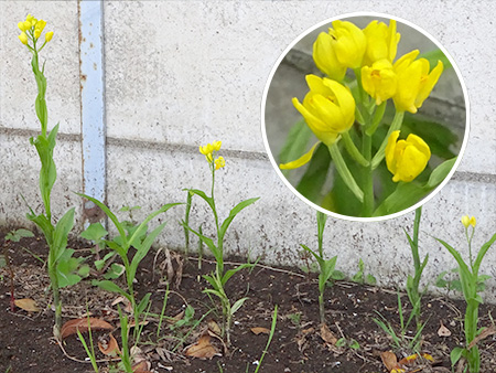 開花した状態のキンラン