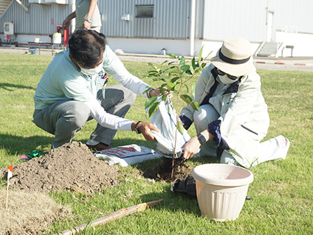 植樹中